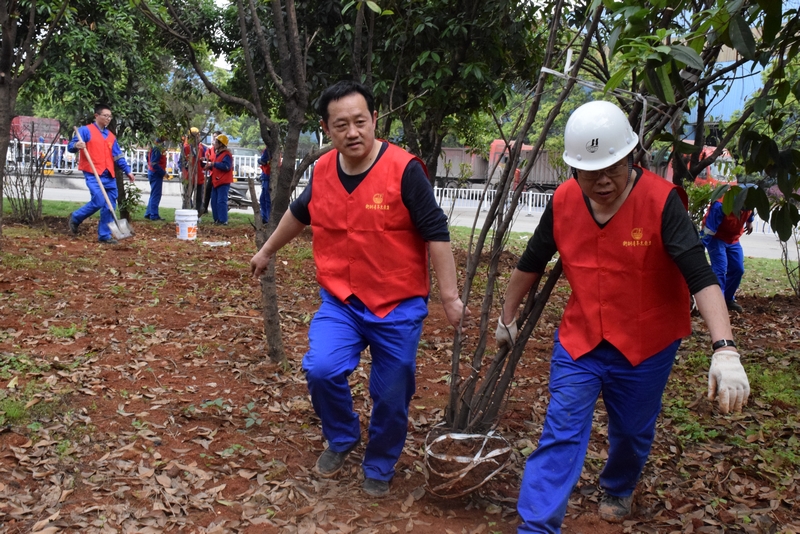 钢城四月春意浓 衡钢青年植树忙